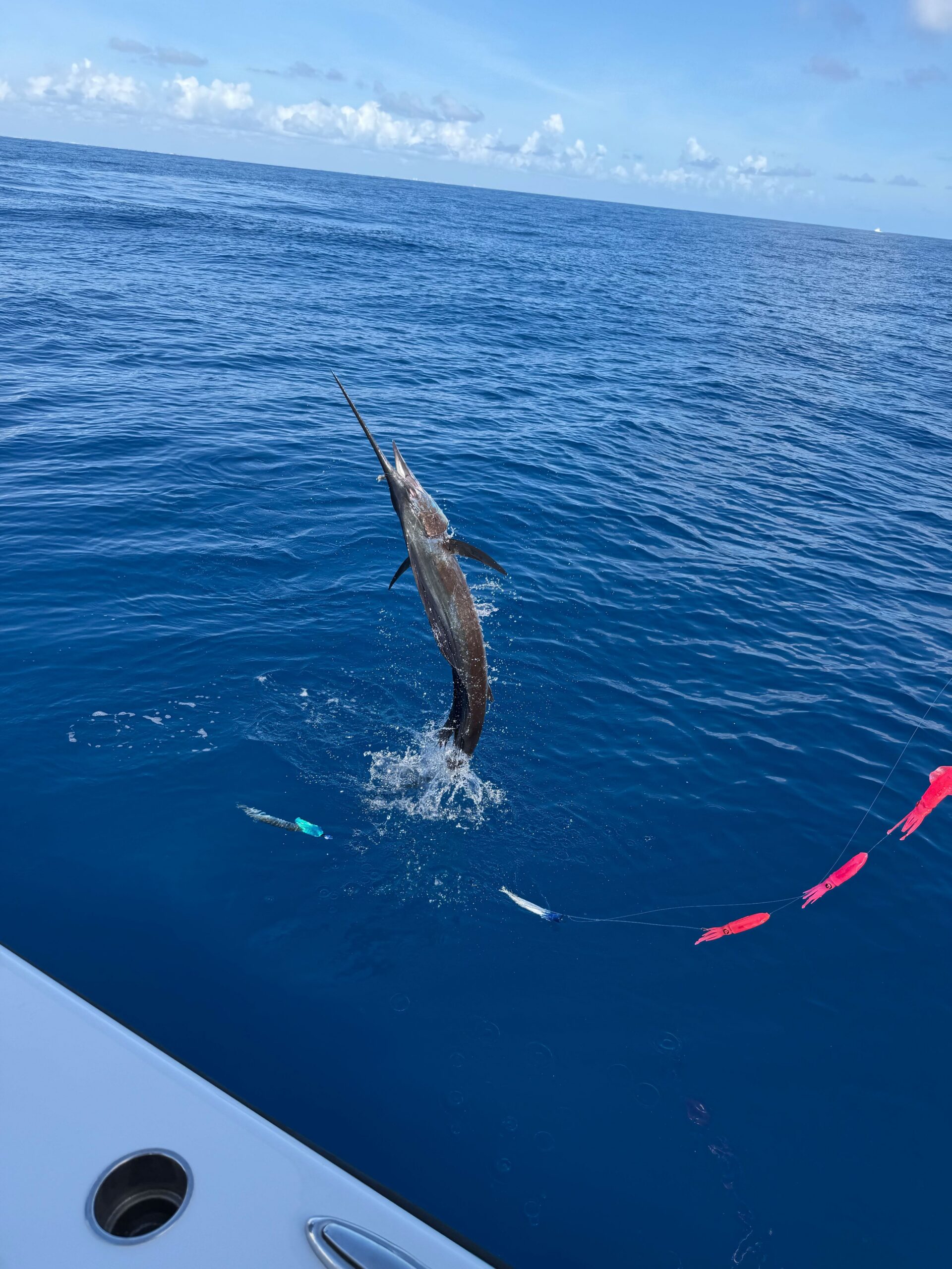 Sailfish jumping