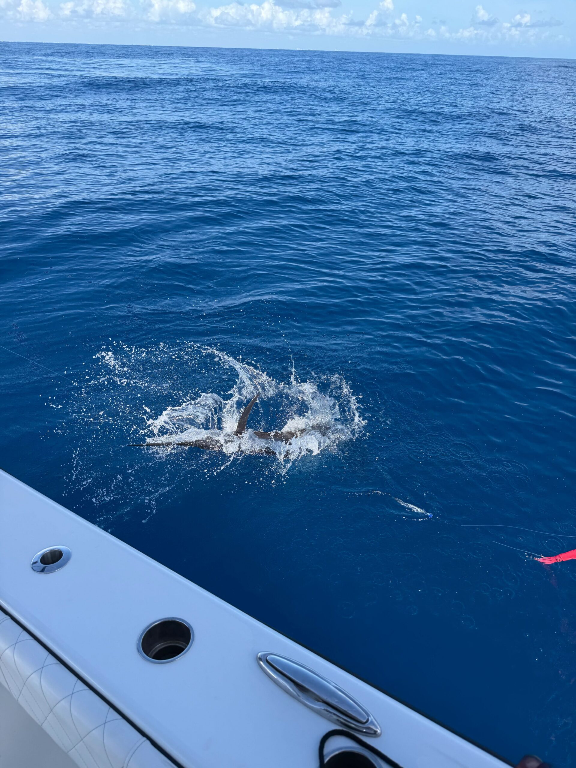 Sailfish release