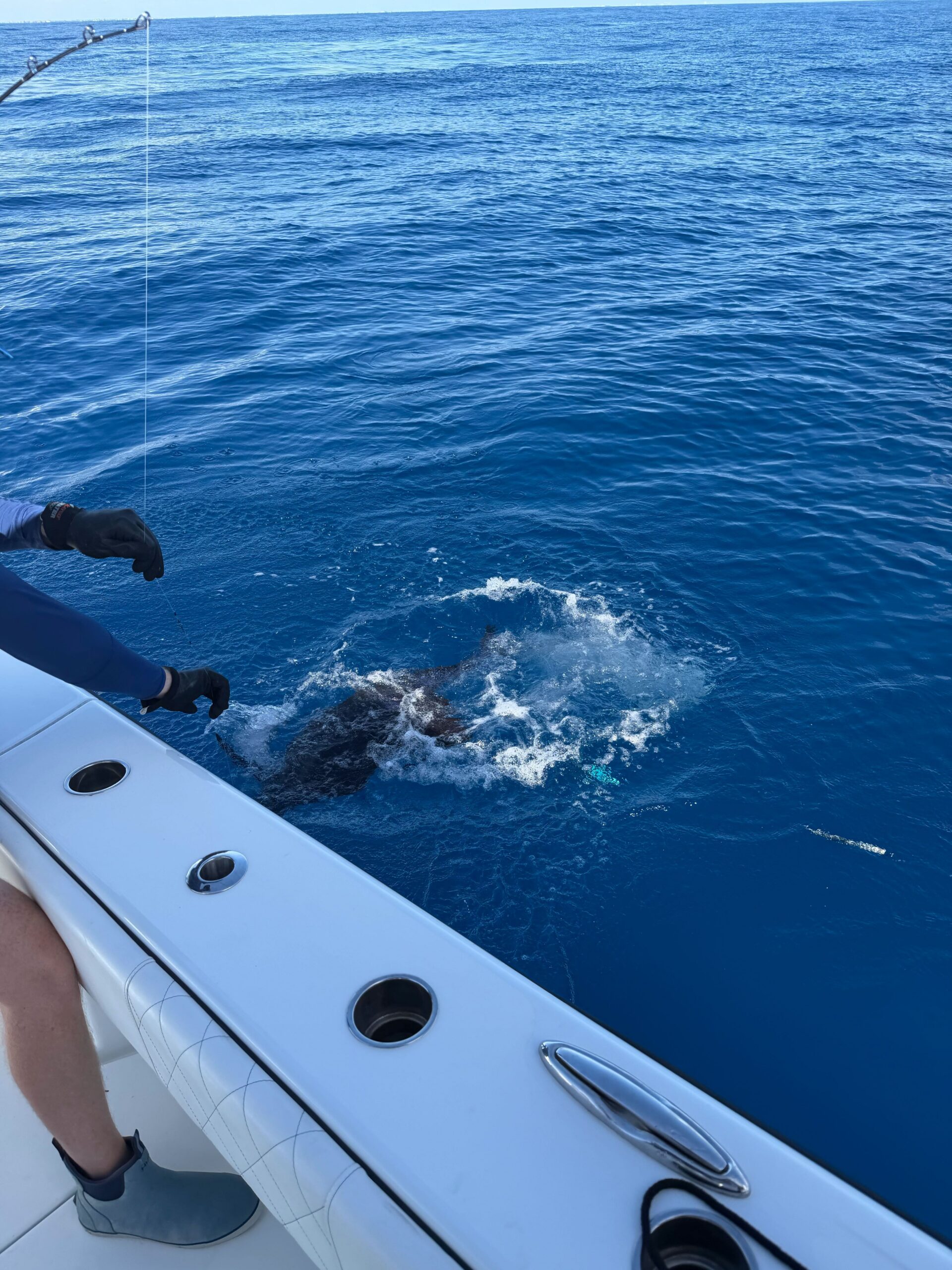 Sailfish release