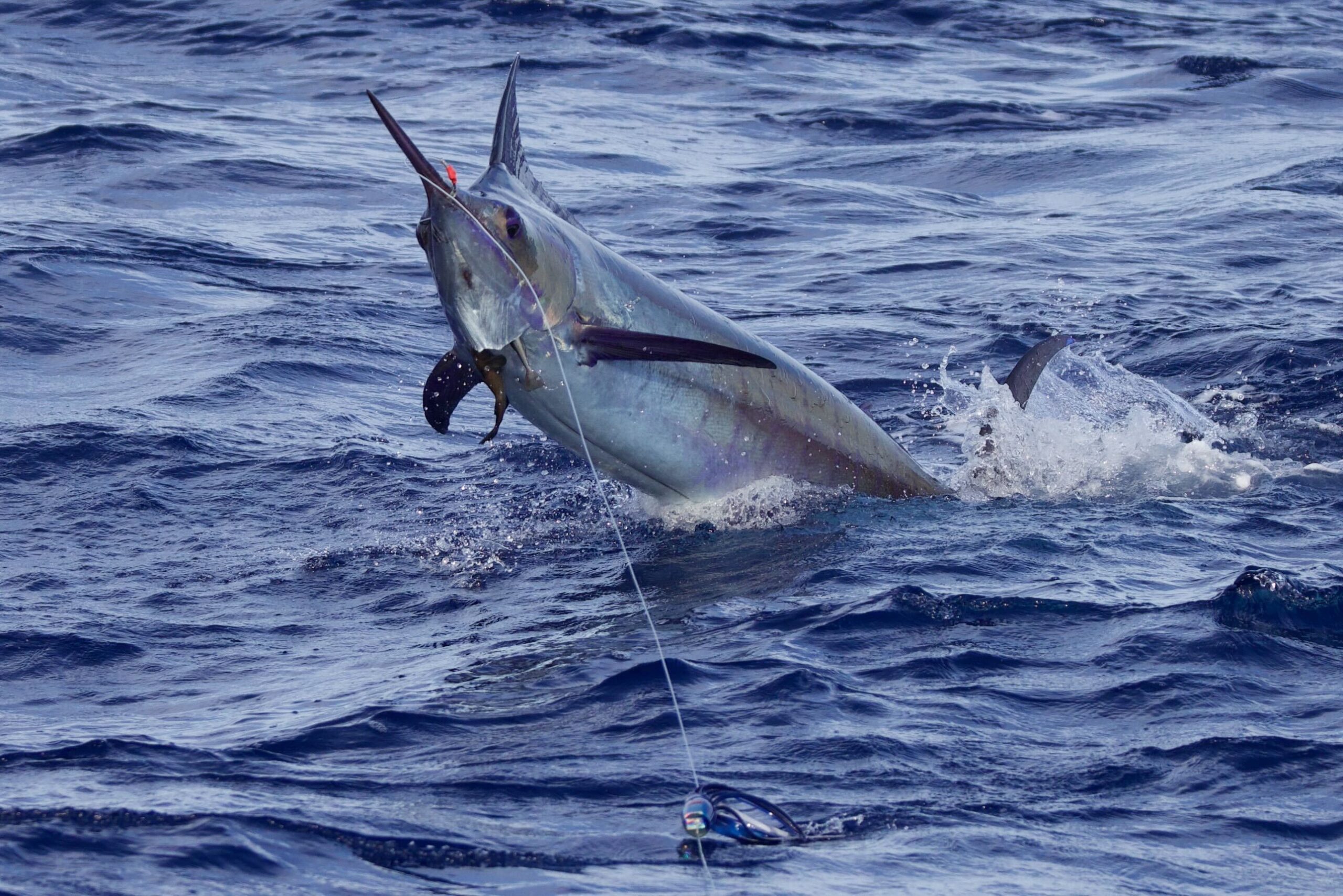 Blue marlin jumping