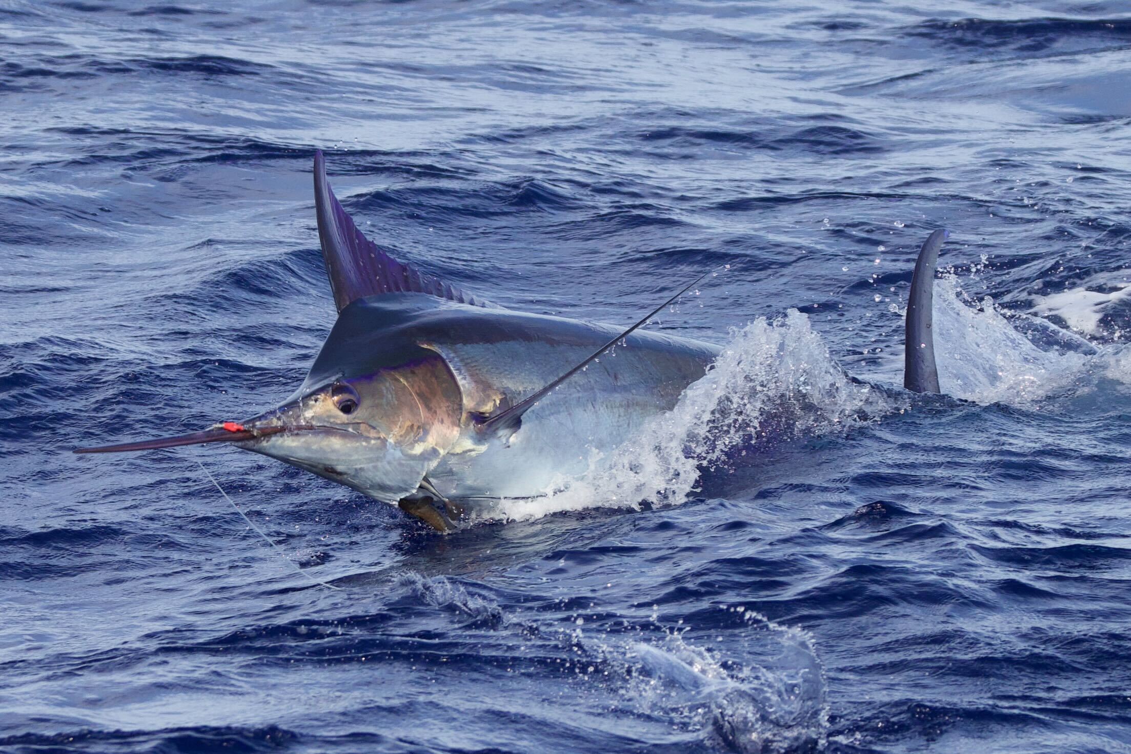 Sailfish broadside leap