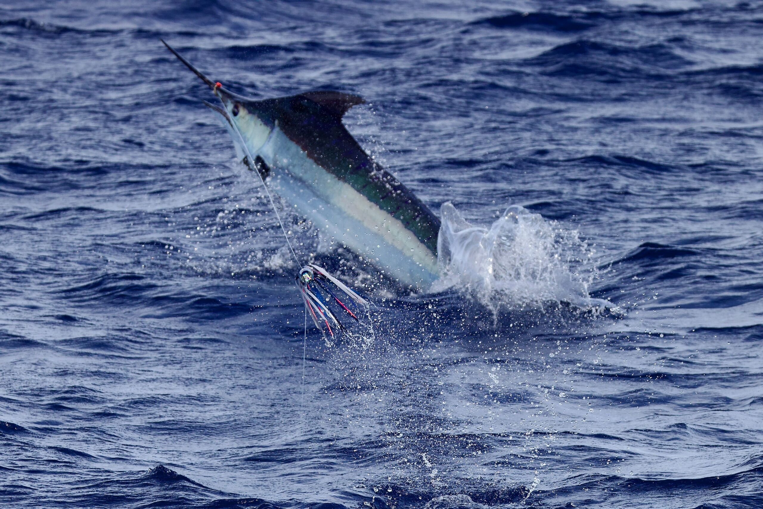 Marlin on lure
